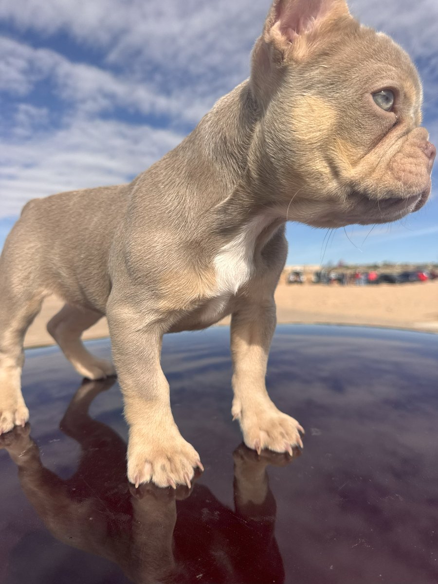Cream - French Bulldog puppy
