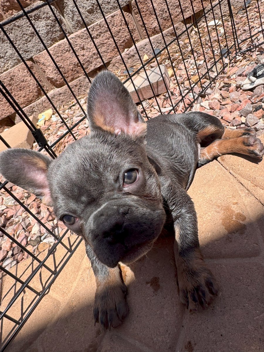 Martini - French Bulldog puppy