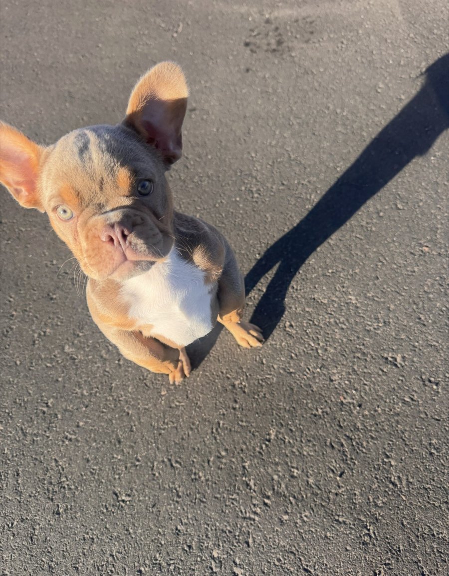 Neo - French Bulldog puppy