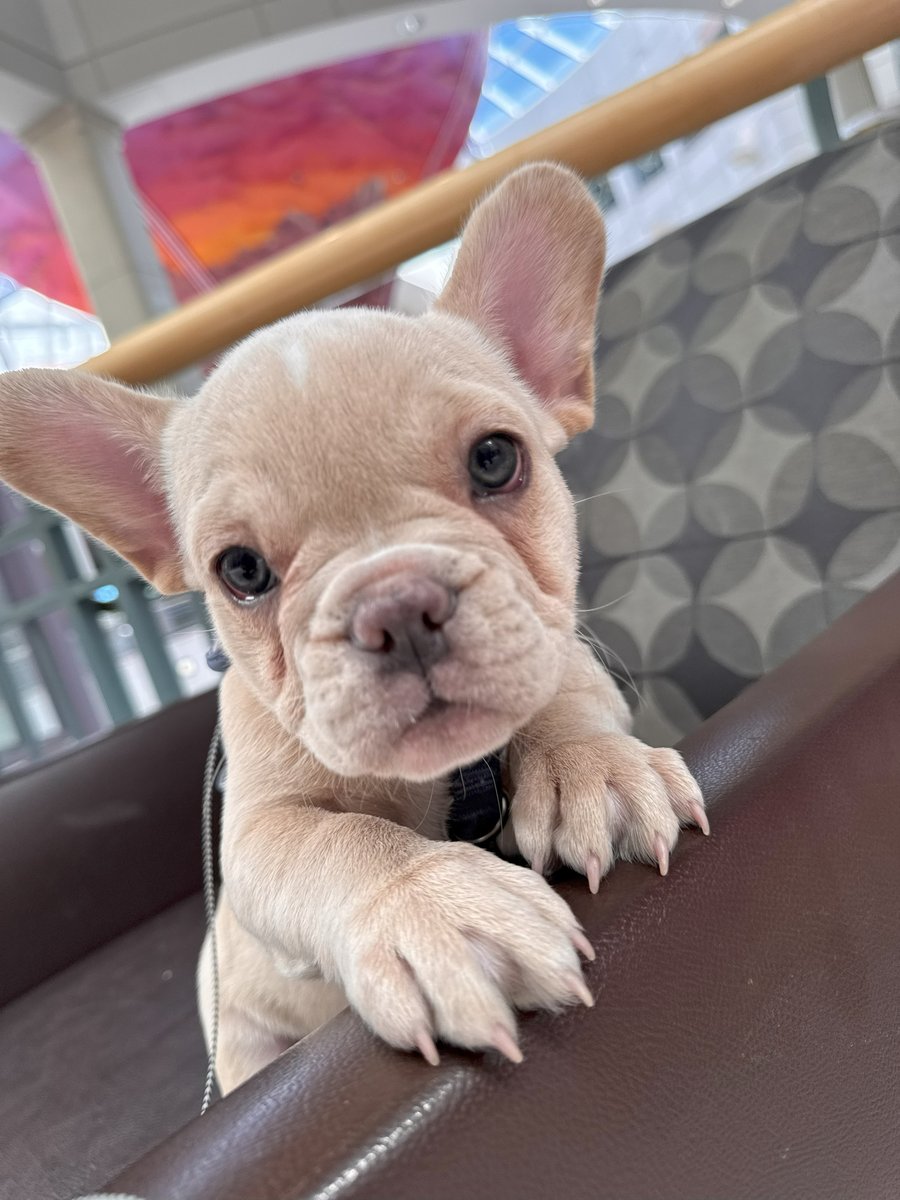 Sugar - French Bulldog puppy